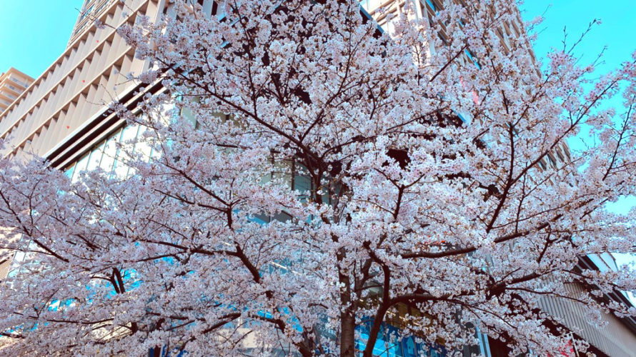 桜:難波でAGA・薄毛治療といえば/Dr.スキンクリニック大阪難波院