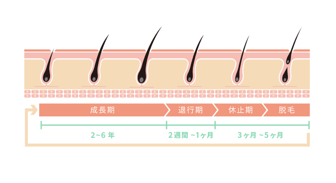 成長期:2~6年、退行期:2週間~1ヶ月、休止期・脱毛:3ヶ月~5ヶ月