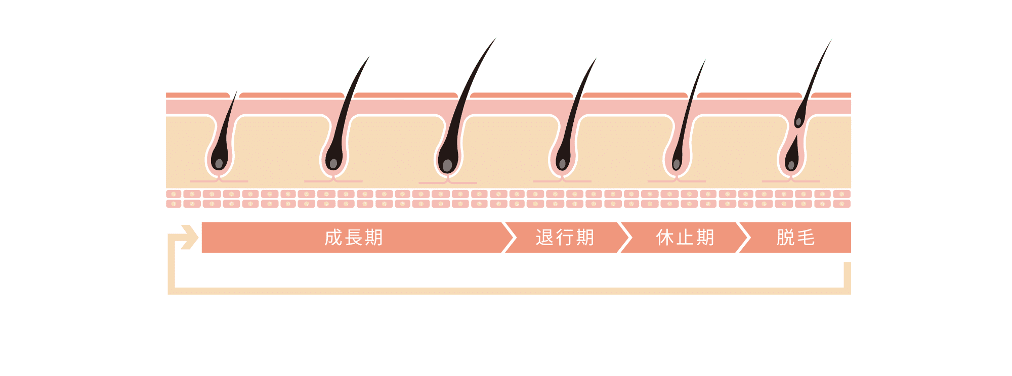 ヘアサイクル（成長期・退行期・休止期・脱毛）の図