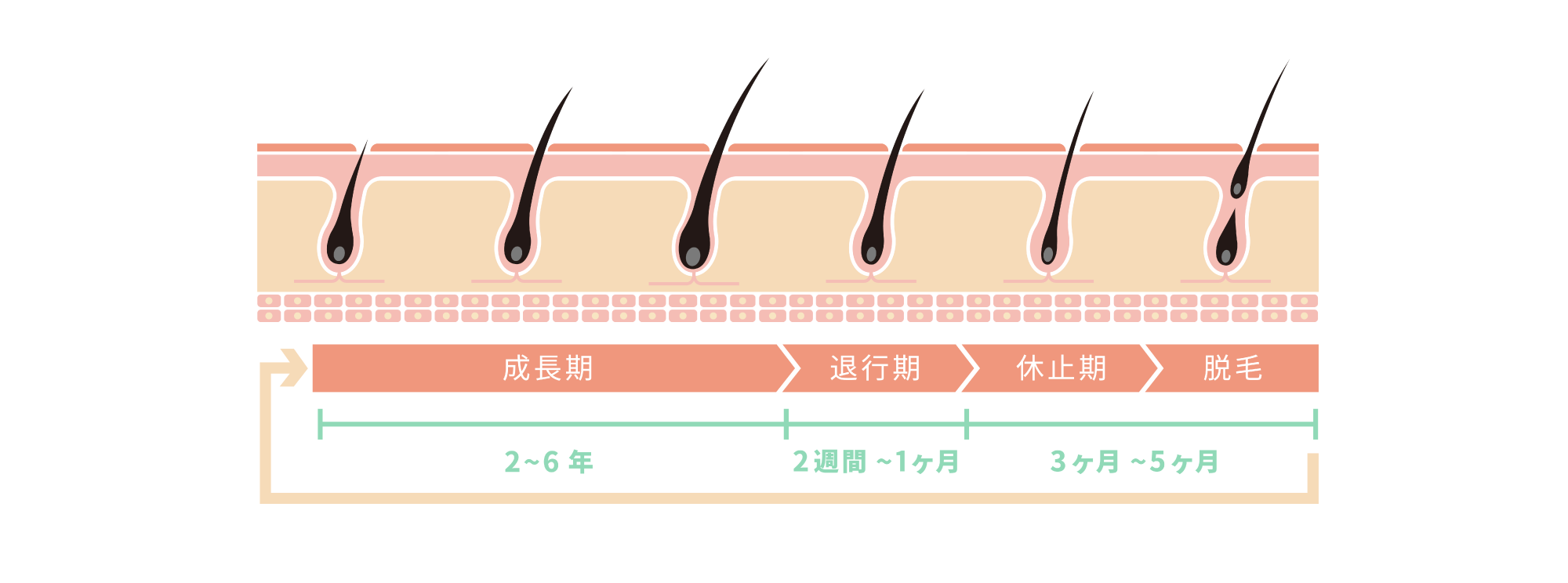 成長期:2~6年、退行期:2週間~1ヶ月、休止期・脱毛:3ヶ月~5ヶ月