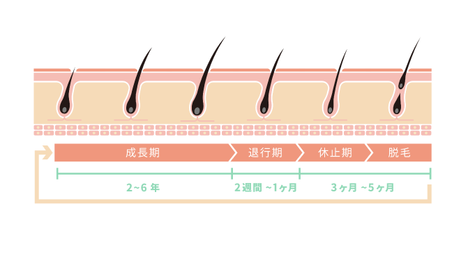 成長期:2~6年、退行期:2週間~1ヶ月、休止期・脱毛:3ヶ月~5ヶ月